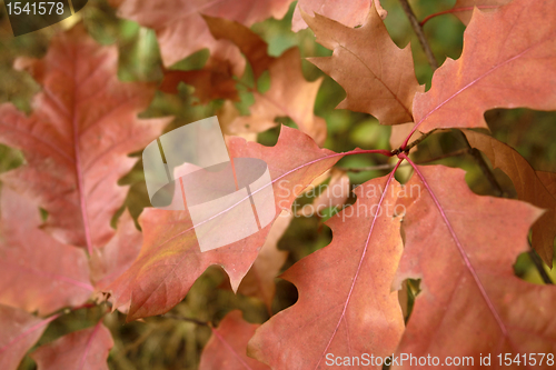 Image of reddish autumn leaves