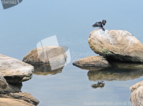 Image of African Darter on a stone in waterside ambiance