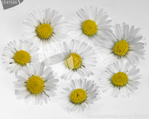 Image of daisy flower arrangement