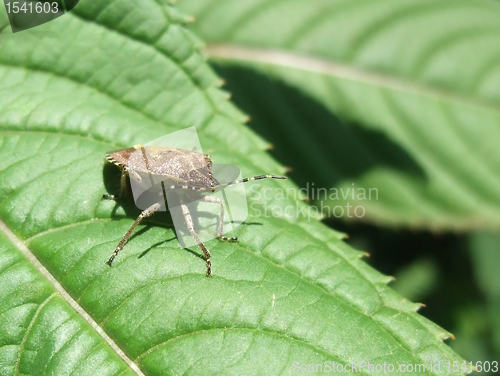 Image of leaf-footed bug in sunny ambiance