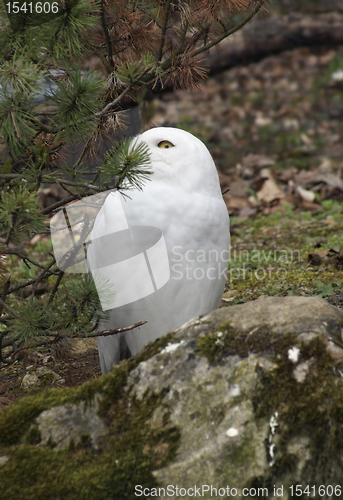 Image of Snowy Owl partly hidden