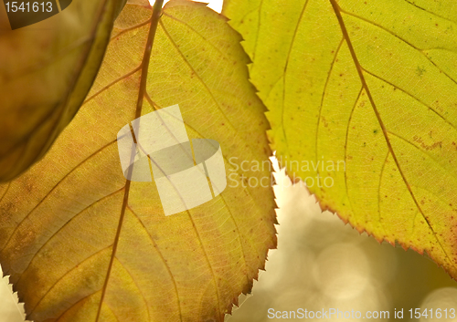 Image of vibrant colored autumn leaves