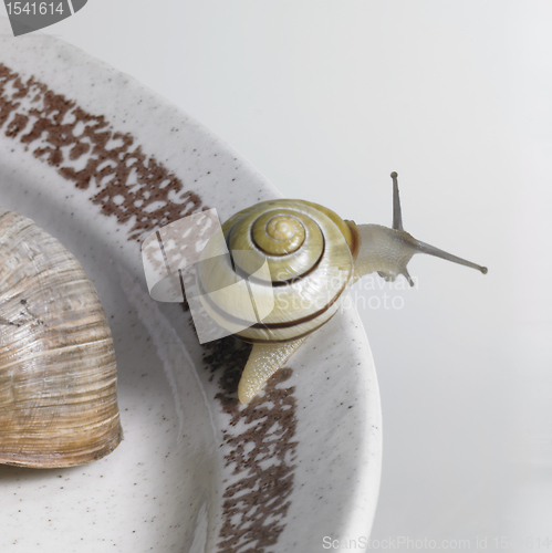 Image of snails on a ceramic plate