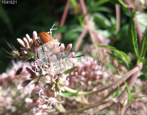 Image of red beetle