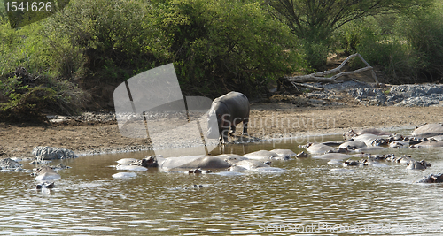 Image of Hippos at a sandy bank