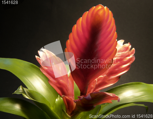 Image of red bromeliad