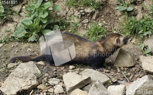 Image of Ferret on stony ground