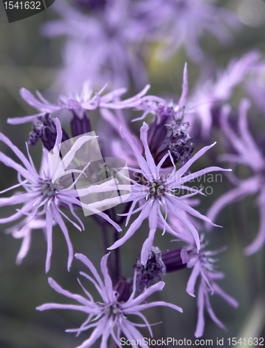 Image of violet flower closeup