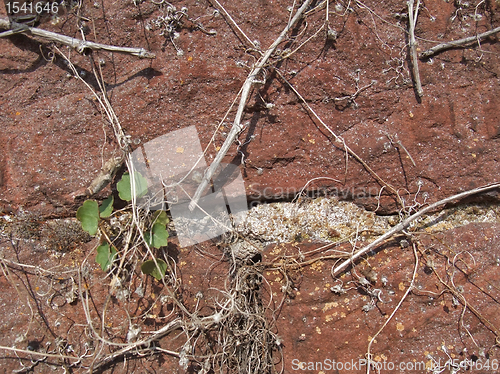 Image of natural wall detail