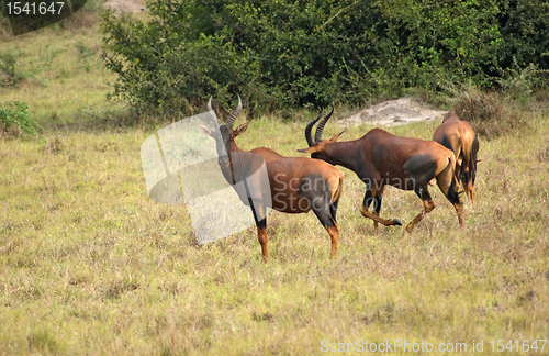 Image of Common Tsessebe in Uganda