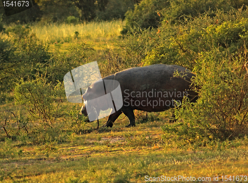 Image of Hippo at evening time