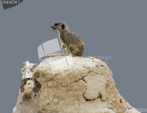 Image of Meerkat on earth pile