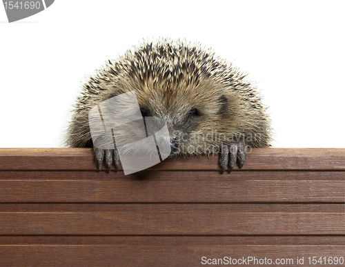 Image of hedgehog and wooden panel