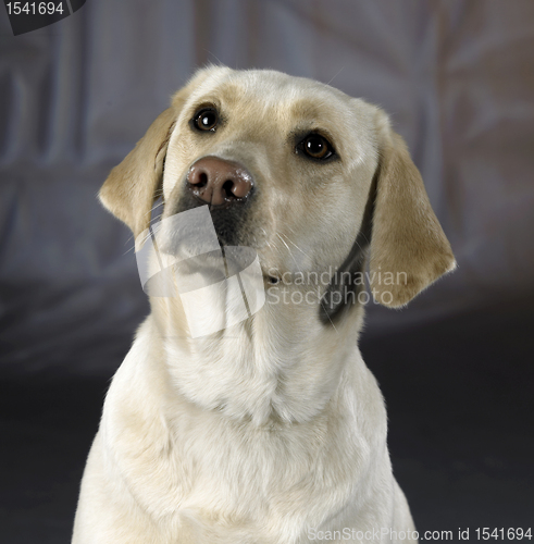 Image of light dog portrait