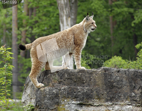 Image of Eurasian Lynx
