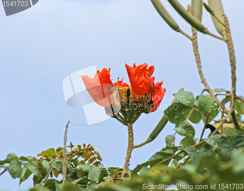 Image of red flower in Africa