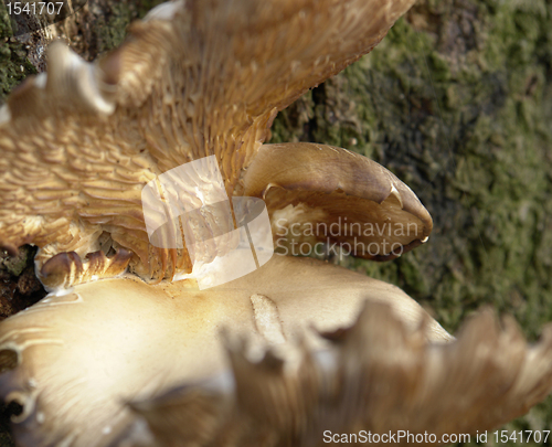 Image of mushroom on tree closeup