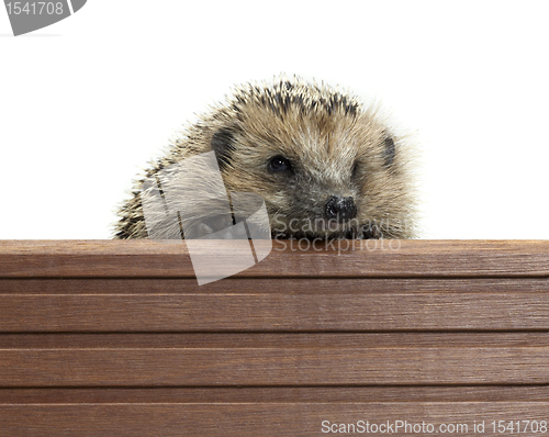 Image of hedgehog and wooden panel