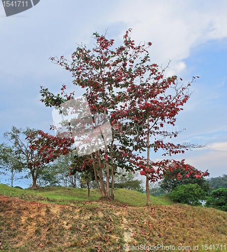 Image of colored trees in Uganda