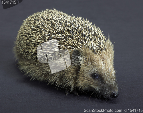 Image of hedgehog in dark back