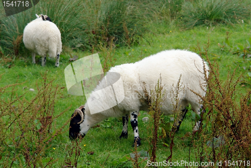 Image of grazing scottish sheep