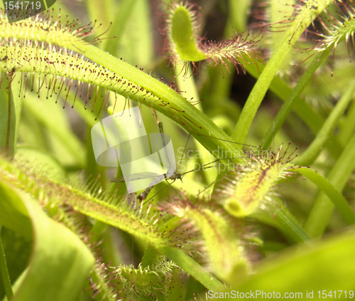 Image of sundew plant detail