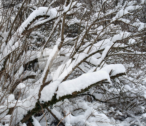 Image of snow covered twigs