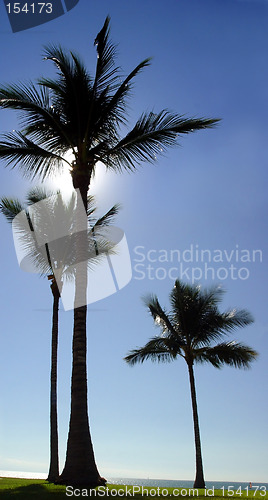 Image of Three palm trees at the beach