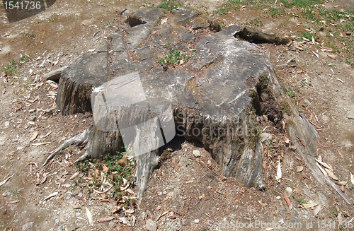 Image of old tree stub