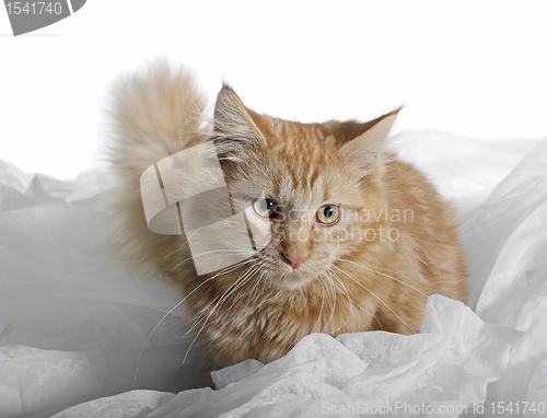 Image of Maine Coon kitten