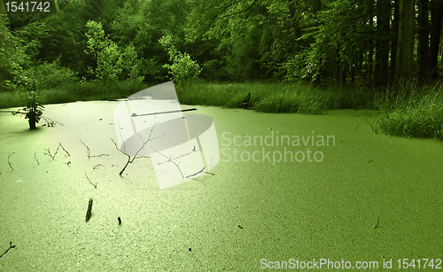 Image of overgrown tarn in the forest