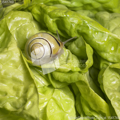 Image of Grove snail upon green lettuce