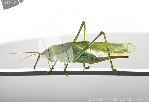 Image of green female grasshopper