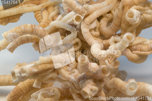 Image of serpulid worm tubes
