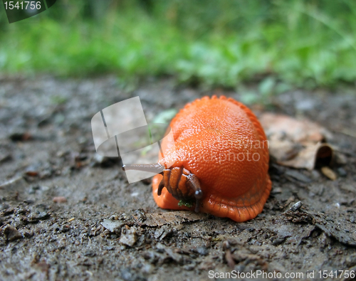 Image of red slug on the ground