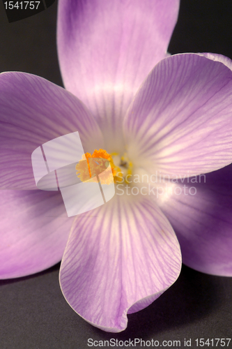 Image of crocus flower closeup