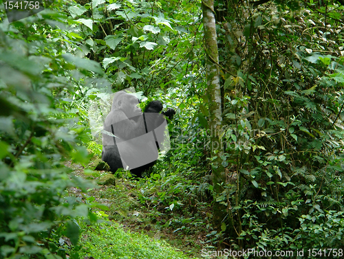 Image of Gorilla in Uganda