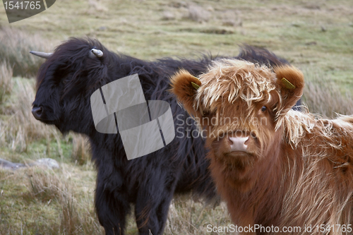 Image of brown and black Highland cattle