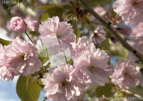 Image of pink blossoms at spring time