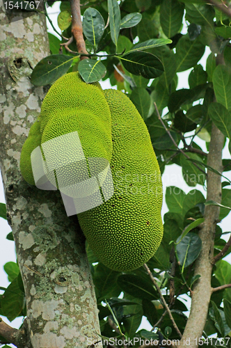 Image of Jackfruits in Uganda