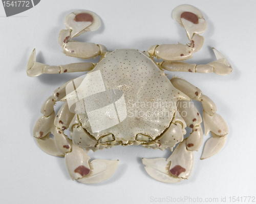 Image of frontal shot of a moon crab