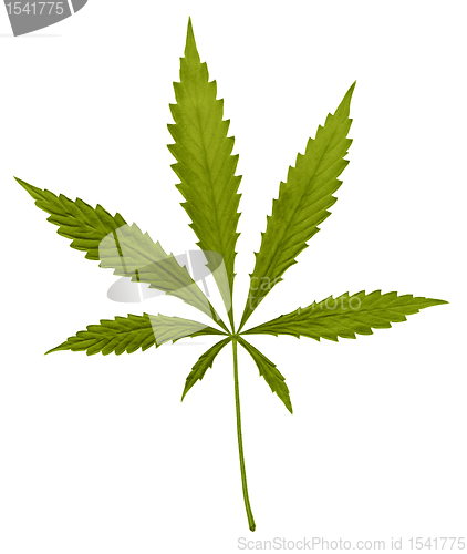 Image of typical green hemp leaf