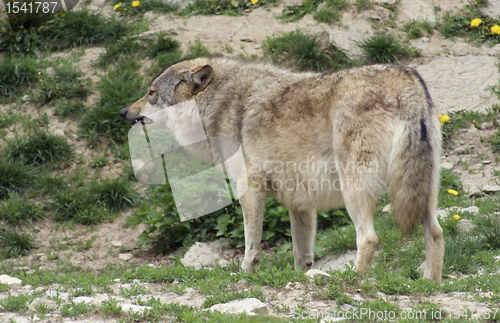 Image of Gray Wolf standing in natural ambiance