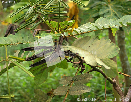 Image of plant detail in Uganda