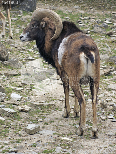 Image of Mouflon in stony ambiance