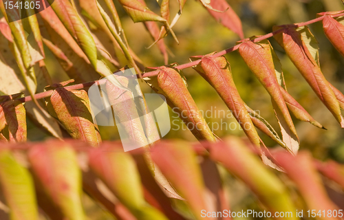 Image of staghorn sumac leaves