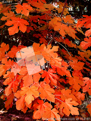 Image of Red autumn leaves