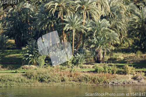Image of waterside Nile vegetation