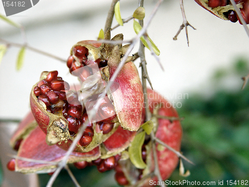 Image of Pomegranate