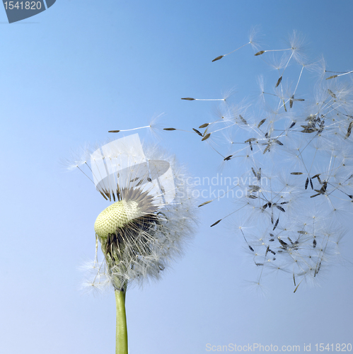 Image of blown dandelion seeds